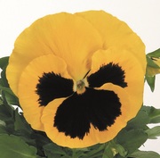 рассада цветов и многолетних растений