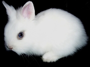 кролики карликовые