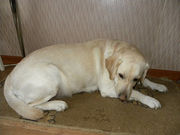 Щенки лабрадора череные и палевые