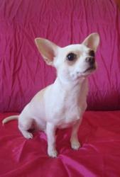 ПРОДАМ ЧИХУАХУА С ДОКУМЕНТАМИ.