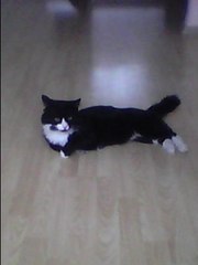 кот в хорошие руки!