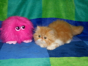 Персидская кошечка