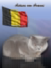 Британские котята