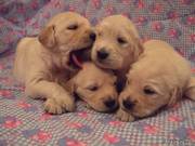 Продажа щенков золотистого ретривера