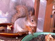 белка европейская, алтайская