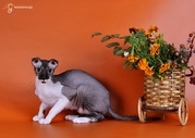 Сфинкс вислоухий (украинский левкой) котята