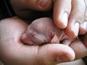 ветеринарная клиника ВЕЛЕС