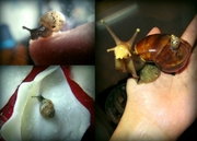 Улитки achatina fulica! Отдам Даром!