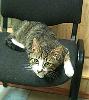 Отдам даром в добрые руки юную кошечку