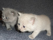 Британский котенок