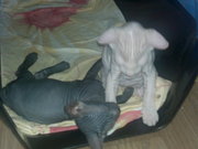 Продам котенка Донского сфинкса