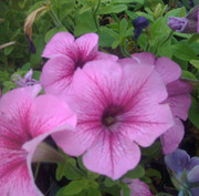 рассада однолетних цветов