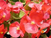 цветущая рассада однолетних цветов