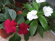 однолетние цветы рассада