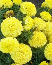 цветы однолетние рассада