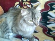 Срочно! кошка в добрые руки