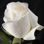 Саженцы роз почтой реально-огромный выбор