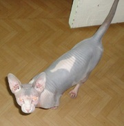 Продам кота, Донской сфинкс