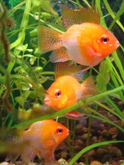 Продам Аквариумных рыбок апистограмма рамирези голд