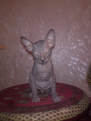 Котенок Донского сфинкса