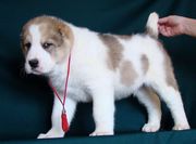 щенки среднеазиатской овчарки в племенном питомнике