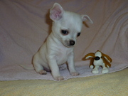 Щенки чихуахуа мальчики и девочки