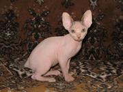 Котята канадского сфинкса - мальчики