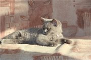Британские котята,  голубого окраса (Красноярск)