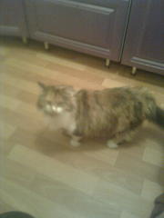 отдам даром трехцветную кошку