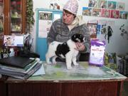 Продаю щенков алабая 1.5. месяцев.Документы.КлеймоОт хороших родител