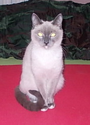 Симпатичная сиамская кошечка ищет сиамского друга