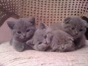шотландских котят