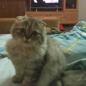 Шотландская вислоухая