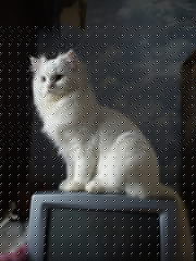 Белый персидский кот приглашает на вязку