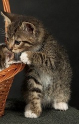 Отдам красивых котят