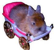 Кролики декоративные и калифорнийцы недорого