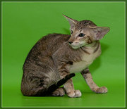 Продам прекрасных ориентальных котят