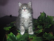 питомник Amarant предлагает котят породы мейн кун