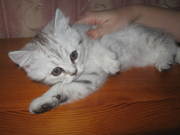 Шикарная британочка ждёт хозяина