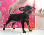 Той-терьер, г/ш, клубные мальчики и девочки, привиты.Есть МИНИ!