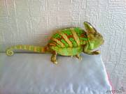 Йеменский хамелеон Ранго