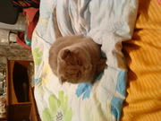 ищю британского кота для вязки