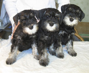 Щенки ЦВЕРГШНАУЦЕРА, окрас черный с серебром