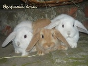 Кролики вислоухие из