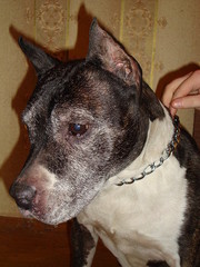 Отдам амстаффа!!! Девочка, 10 лет. Подарите ей последний шанс !!!!