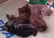 Британские короткошерстные котята