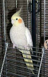 Попугай - Корелла Срочно продаю!!