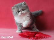 Персидские и экзотические котята.