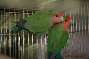 Продам попугаев