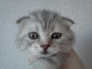 продажа котят